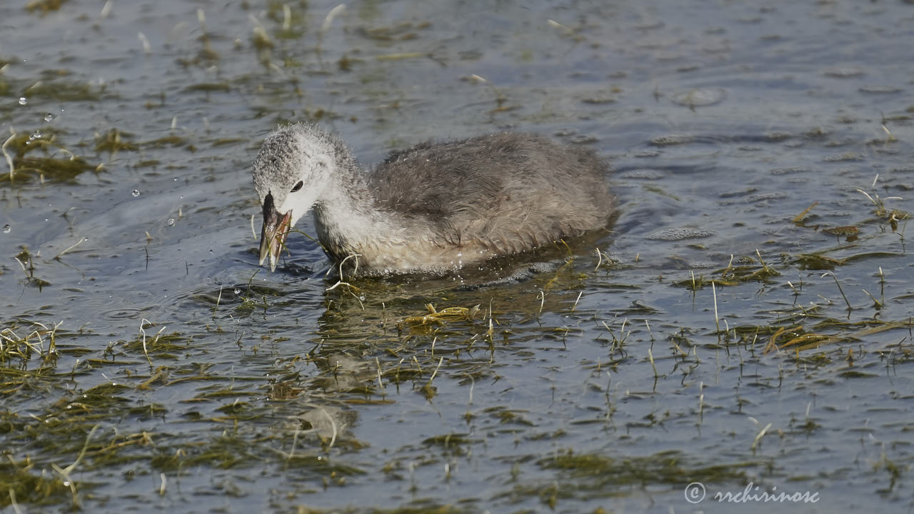 Eurasian coot